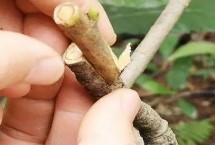 枇杷樹幾年可以掛果，春秋季的晴天嫁接為宜