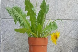 秋冬季蒲公英如何養(yǎng)護(hù)，出苗前不能施肥