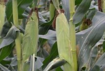 聯(lián)航868玉米栽培技術(shù)要點(diǎn)，一次性播種全苗