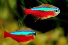 寶蓮燈魚身上有白點(diǎn)的原因，水溫過(guò)低或身體表面有小瓜蟲都會(huì)導(dǎo)致