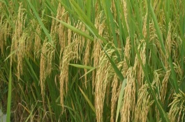 中南優(yōu)8號水稻栽培技術(shù)要點，該品種屬三系雜交中熟中稻
