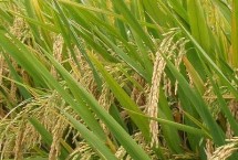 荃優(yōu)607水稻栽培技術(shù)要點，秈型三系雜交水稻品種