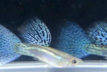 草尾孔雀魚怎么養(yǎng)，屬于比較好養(yǎng)的觀賞魚