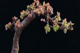 雅樂(lè)之舞不紅了怎么處理，澆水可采取見(jiàn)干見(jiàn)濕的方法