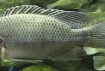 福壽魚養(yǎng)殖注意事項(xiàng)，就是羅非魚
