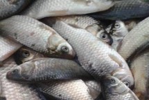 大板鯽是什么鯽魚(yú)，野釣還是黑坑競(jìng)技都非常出色