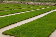 富糯6號水稻栽培技術要點，全生育期140.9天