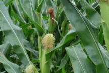 興業(yè)607玉米栽培技術(shù)要點(diǎn)，中抗穗腐病