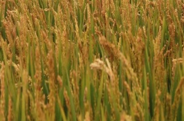 內(nèi)10優(yōu)702水稻栽培技術(shù)要點，3月下旬至4月上旬播種