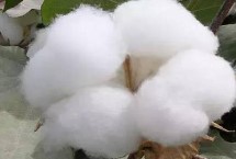 國欣棉34棉花栽培技術(shù)要點，轉(zhuǎn)基因抗蟲雜交棉品種