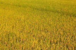 千鄉(xiāng)優(yōu)677水稻栽培技術(shù)要點(diǎn)，注意防治稻瘟病