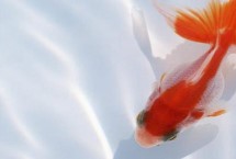 金魚頭瘤破的原因，一般是魚群互斗導(dǎo)致的
