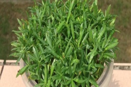 水培羅漢松怎么養(yǎng)護，需定期向容器中添加營養(yǎng)液