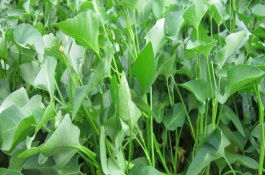 空心菜在生長期需要注意什么，可以控制在10-12小時左右