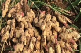 生姜怎么種，可采取以下3種方式