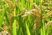廣源占151號(hào)水稻栽培技術(shù)要點(diǎn)，早造全生育期124～129天