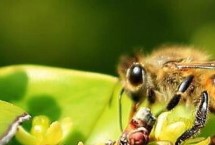 完全變態(tài)發(fā)育昆蟲，屬典型的有益昆蟲