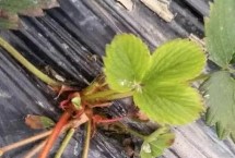 草莓炭疽病的侵染循環(huán)，可選擇抗病品種、避免重茬種植