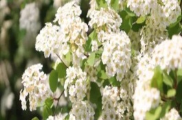 繡線菊的品種介紹，常見的有金山繡線菊、日本繡線菊等