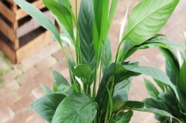 一帆風(fēng)順有什么花語，寓意著事業(yè)有成、莊嚴(yán)圣潔、萬事亨通