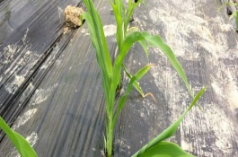 新玉52號玉米栽培技術(shù)要點，畝種植密度5500株