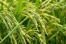 浙兩優(yōu)272水稻栽培技術要點，該品種植株較矮