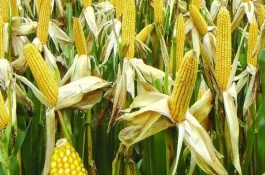 宣黃單12號玉米種子說明，平均生育期128天