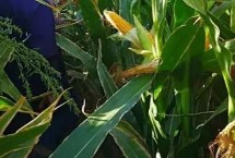 遼作1號(hào)玉米的特性，平均生育期131天