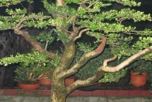 羅漢松的生長習(xí)性，生長期每隔1-2個(gè)月追施一次肥料