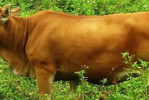 黑白花奶牛的特點(diǎn)，四肢勻稱、肌肉發(fā)達(dá)、適應(yīng)能力強(qiáng)