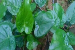 促進(jìn)滴水觀音生長(zhǎng)的方法，在生長(zhǎng)期施氮磷鉀復(fù)合肥最為合適