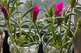 太陽花水養(yǎng)注意事項，太陽花可以水培一年以上