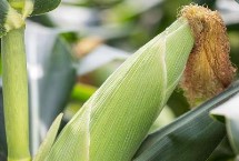 龍生2號玉米栽培技術(shù)要點，適宜播期6月上中旬