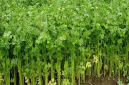 芹菜爛根死珠怎么辦，南方可以在3月份種