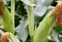 沃單909玉米栽培技術(shù)要點(diǎn)，中抗莖腐病