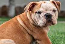 斗牛犬好不好養(yǎng)，是主人的忠實(shí)伙伴很好飼養(yǎng)