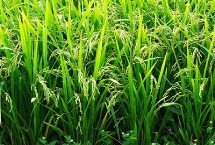 科貴優(yōu)4302水稻栽培技術(shù)要點，中抗白葉枯病