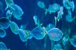 新魚(yú)不吃食怎么辦，不同種類的魚(yú)吃的東西不同