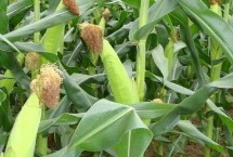 登海1977玉米栽培技術(shù)要點，6月上旬至中旬播種