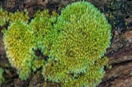 苔蘚植物長不高的原因，進入休眠狀態(tài)后依然存活