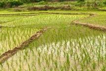 嘉香糯1號(hào)水稻栽培技術(shù)要點(diǎn)，每畝有效穗數(shù)17.7萬(wàn)