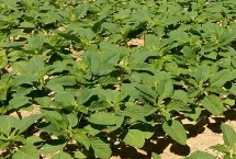 龍達130大豆栽培技術要點，該品種亞有限結莢習性