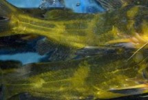 黃顙魚苗如何培育，長(zhǎng)江中下游的河流湖泊中較多