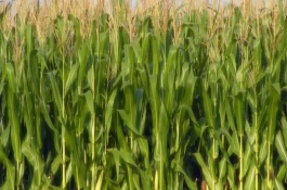 偉育139玉米栽培技術(shù)要點(diǎn)，密度4500株/畝左右
