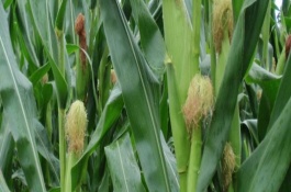 綏玉17玉米栽培技術(shù)要點(diǎn)，綏玉17玉米種子介紹