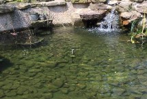 魚池漏水用什么方法可以修補(bǔ)，種植水草可改善水質(zhì)
