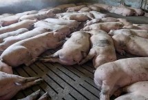 豬中毒的搶救方法，飼料、藥物和食鹽都會引起中毒