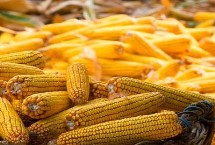 松玉601玉米栽培技術(shù)要點，保苗密度為6000株/畝