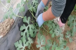 麒麟西瓜如何整枝授粉，留瓜通常選擇在第二、三雌花處
