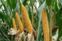 太育167玉米栽培技術(shù)要點，適宜播期4月下旬至5月上旬
